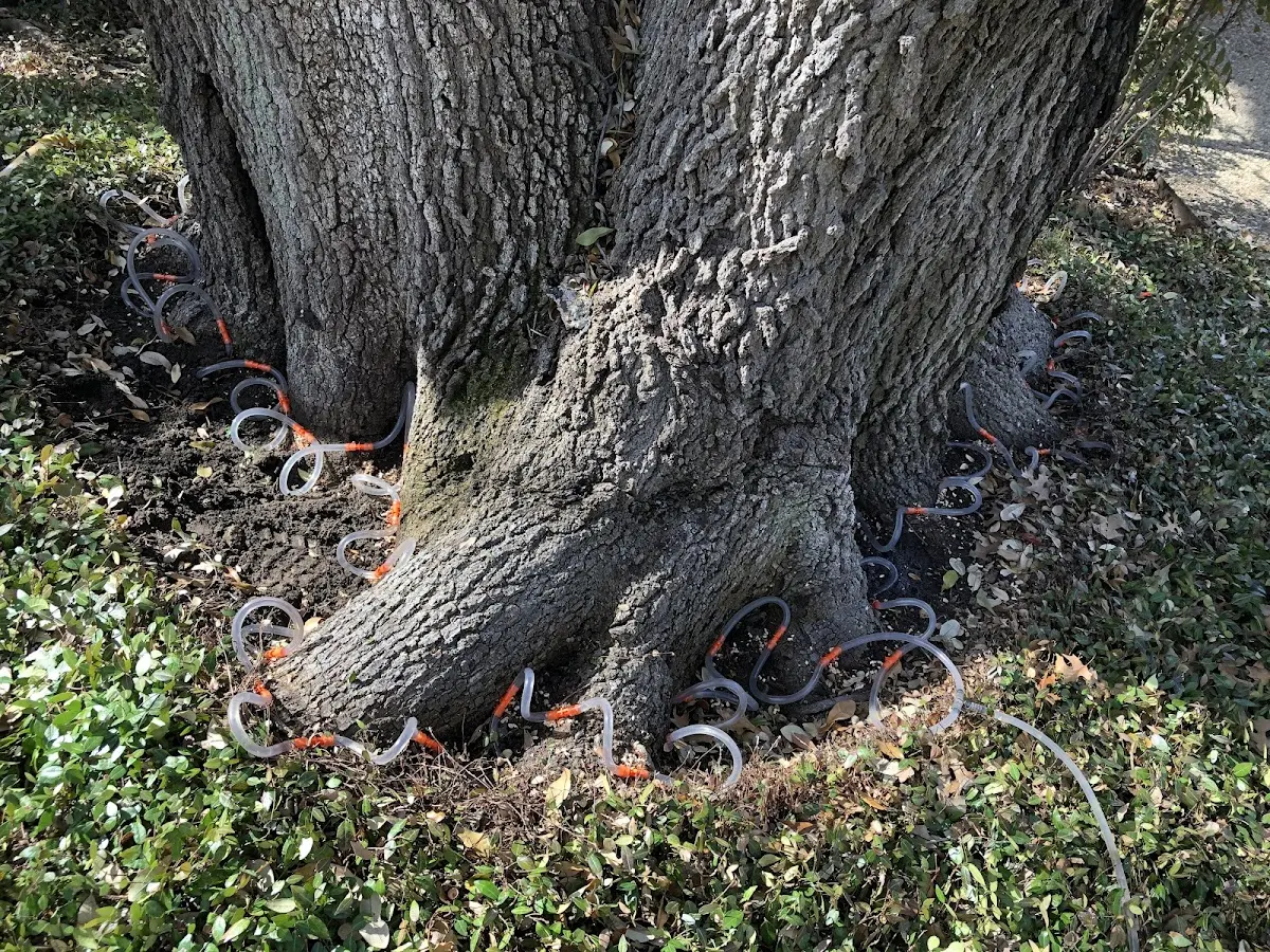 Detailed Shrub and Hedge Trimming job site in Pilot Point