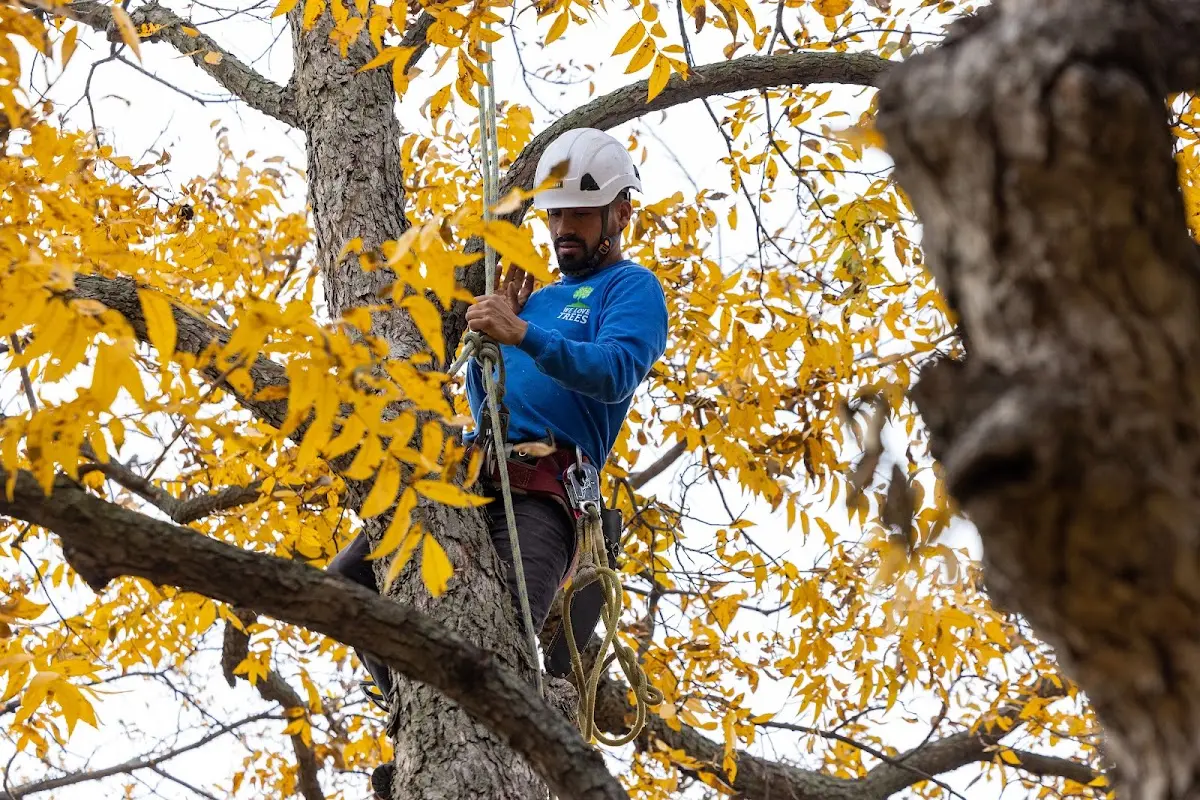 Skilled Storm Damage Cleanup crew working in Pilot Point